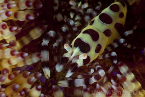 Colman Shrimp on Fire Urchin

5D mkii 100mm Canon Subse... by Stew Smith 